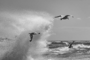 Mouettes dans la tempête - Annick Perrotte